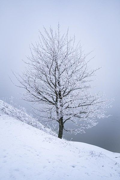 Snowy nature in Suomenlinna